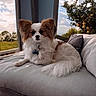 animal, comfort, couch, cozy, daylight, dog, ears, fluffy, fur, greenery, home, indoor, nature, papillon, pet, plant, portrait, relaxing, sunlight, window