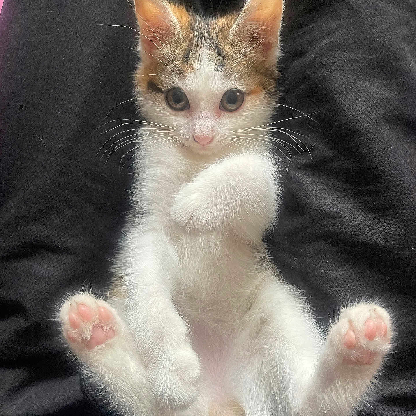 Stella