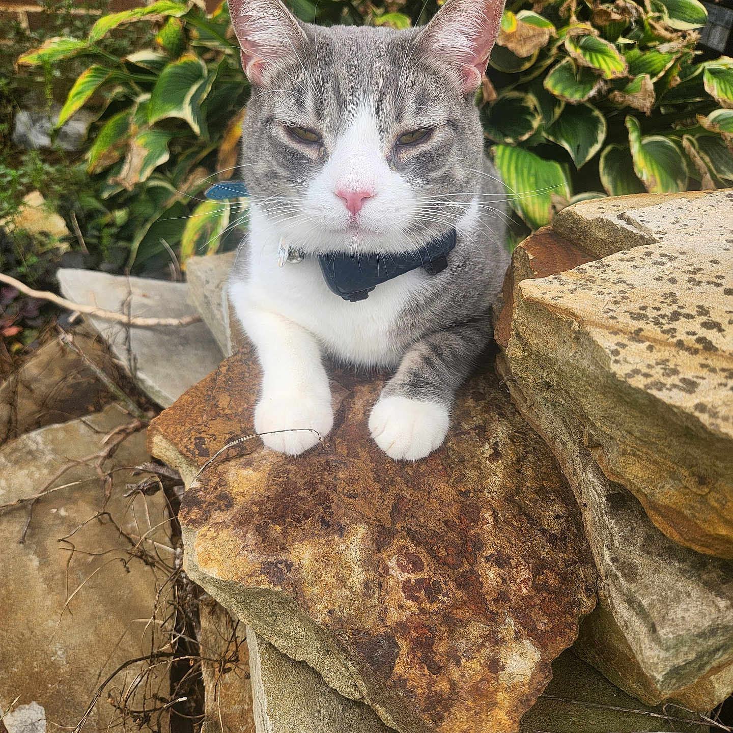Stormy is registered to the contest to win money with this photo: animal, brick, cat, flagstone, herbal, herbs, jar, leaf, manx, path, pet, plant, planter, pottedplant, pottery, rock, slate, soil, walkway, wood