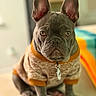 dog, french_bulldog, sweater, pet, animal, indoor, portrait, cute, brown, orange, cozy, seated, attention, ears, collar, tag, soft_surface, background_blur, domestic, companion