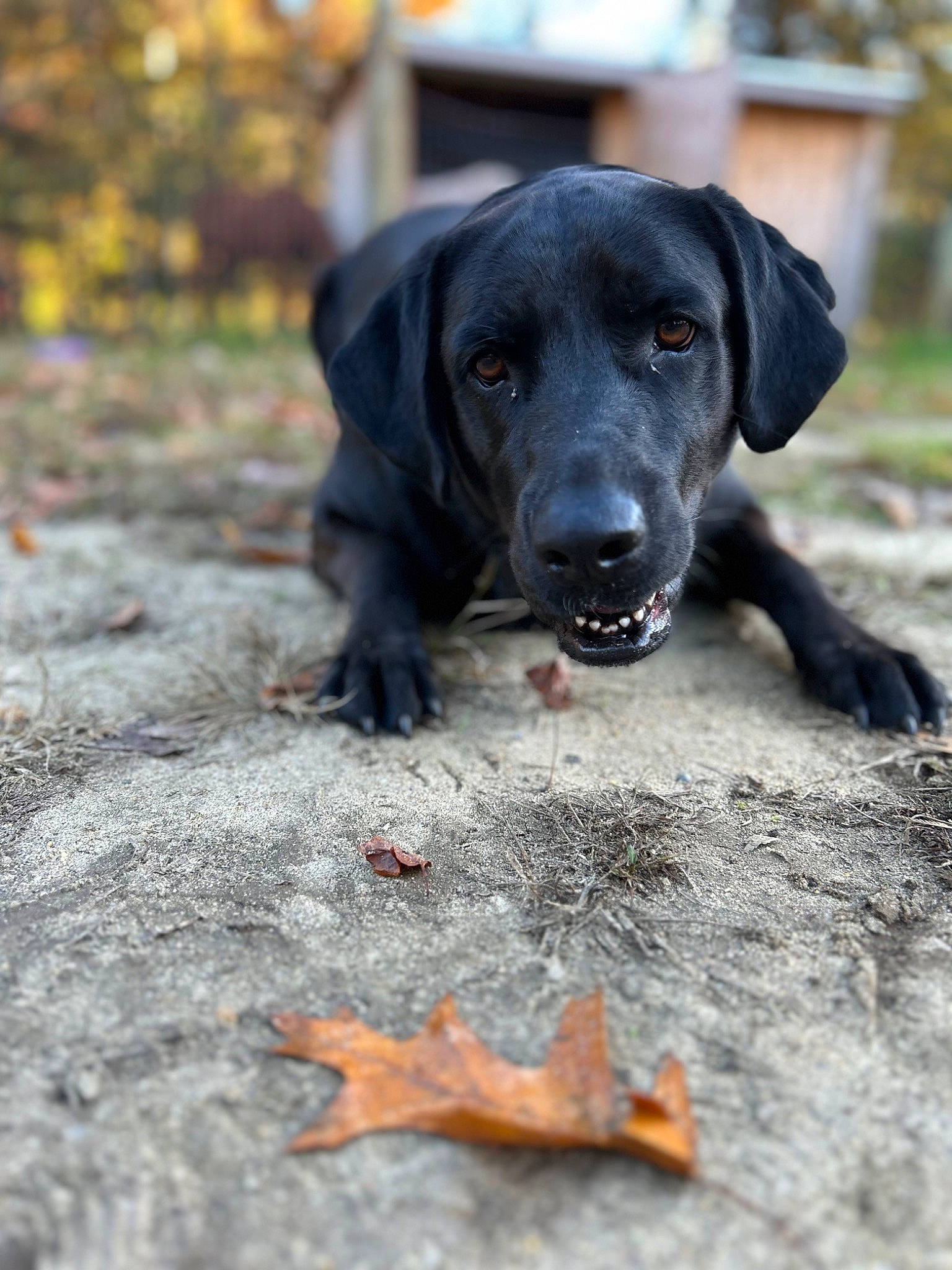 Clyde joined the competition — help win amazing prizes! borador, canidae, carnivore, companion_dog, dog, dog_breed, dog_collar, fawn, fur, grass, gun_dog, liver, plant, pointing_breed, retriever, soil, sporting_group, terrestrial_animal, wood, working_animal