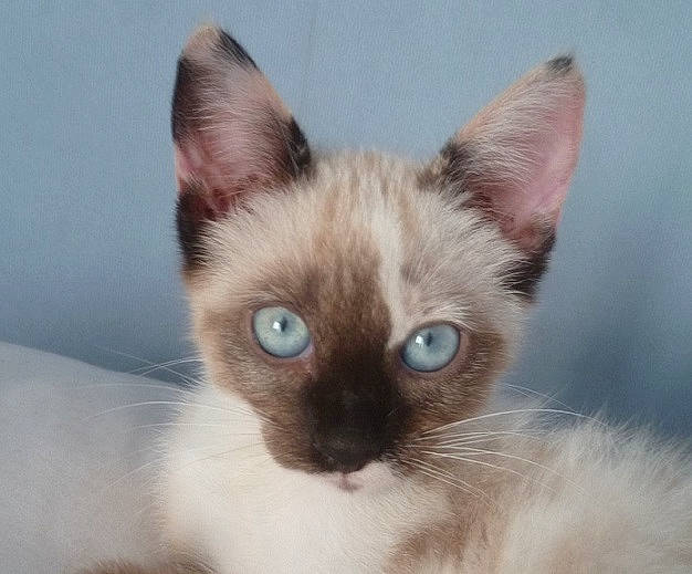 Gaby participe au concours pour gagner de l'argent avec cette photo : asian, balinese, carnivore, cat, colorpoint_shorthair, ear, eye, felidae, iris, javanese, kitten, mammal, ojos_azules, siamese, small_to_medium_sized_cats, snout, thai, tonkinese, vertebrate, whiskers