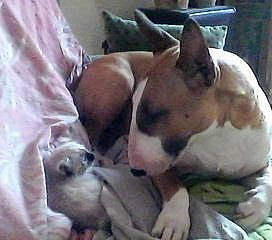 Gaby a rejoint le concours — aidez-le/la à gagner de superbes lots ! american_pit_bull_terrier, american_staffordshire_terrier, australian_bulldog, boston_terrier, boxer, bull_terrier, bulldog, canidae, carnivore, cat, dog, dog_breed, fawn, french_bulldog, mammal, non_sporting_group, pit_bull, vertebrate