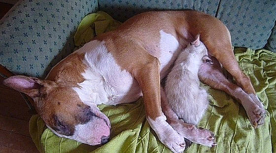 Gaby participe au concours pour gagner de l'argent avec cette photo : american_staffordshire_terrier, canidae, carnivore, companion_dog, dog, dog_breed, fawn, ibizan_hound, mammal, nap, non_sporting_group, podenco_canario, vertebrate