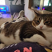 Mayham is registered to the contest to win money with this photo: carpet, casual, cat, clothing, cozy, fireplace, fur, home, indoor, lap, person, pet, reflection, relaxed, resting, room, shoe, tabby_cat, whiskers, window