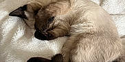 Snow a rejoint le concours — aidez-le/la à gagner de superbes lots ! cat, siamese_cat, sleeping, cozy, blanket, white, paw, curled_up, fur, tail, bedroom, books, star_wars, mugs, table, soft, indoor, resting, cute, pet