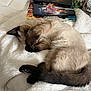 cat, siamese_cat, sleeping, cozy, blanket, white, paw, curled_up, fur, tail, bedroom, books, star_wars, mugs, table, soft, indoor, resting, cute, pet