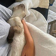 Snow a rejoint le concours — aidez-le/la à gagner de superbes lots ! cat, siamese_cat, pet, animal, feline, resting, sleeping, arm, hand, blanket, couch, indoor, cozy, relaxation, fur, soft, comfort, home, person, nap