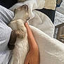 cat, siamese_cat, pet, animal, feline, resting, sleeping, arm, hand, blanket, couch, indoor, cozy, relaxation, fur, soft, comfort, home, person, nap