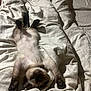 Snow participe au concours pour gagner de l'argent avec cette photo : kitten, cat, siamese, pet, bed, blanket, white, fur, paws, sleeping, cute, animal, indoor, relaxing, young, mammal, whiskers, claws, adorable, playful