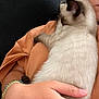 Snow participe au concours pour gagner de l'argent avec cette photo : cat, kitten, siamese, pet, animal, person, hand, cuddle, snuggle, fur, orange_shirt, bracelet, indoor, close_up, comfort, resting, cute, domestic, soft, warm