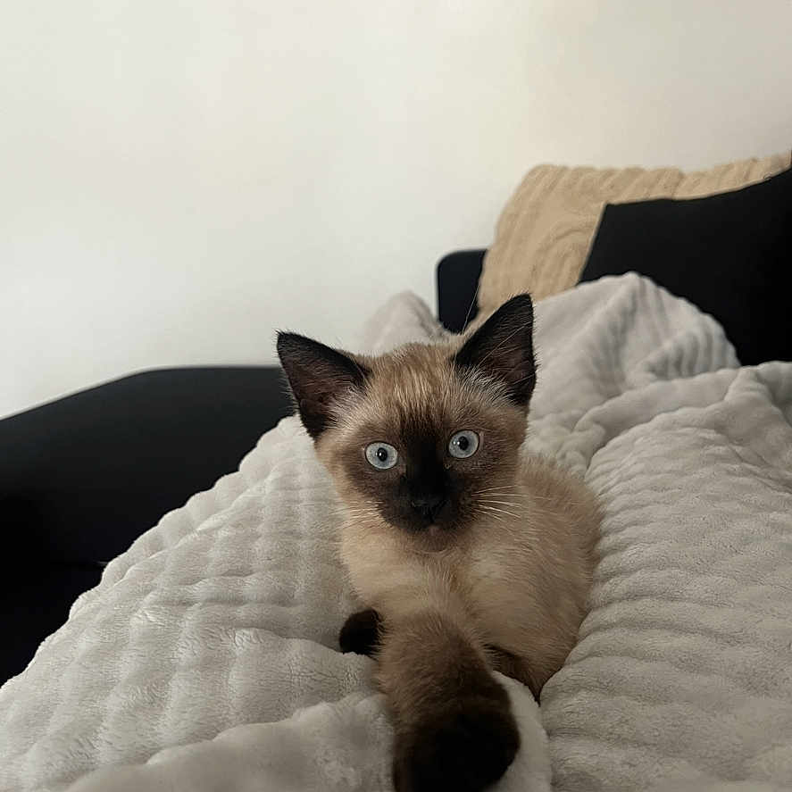 Snow participe au concours pour gagner de l'argent avec cette photo : animal, blanket, blue_eyes, cat, couch, cozy, curious, cushion, feline, fur, indoor, kitten, paw, pet, relaxing, resting, siamese, texture, whiskers, young