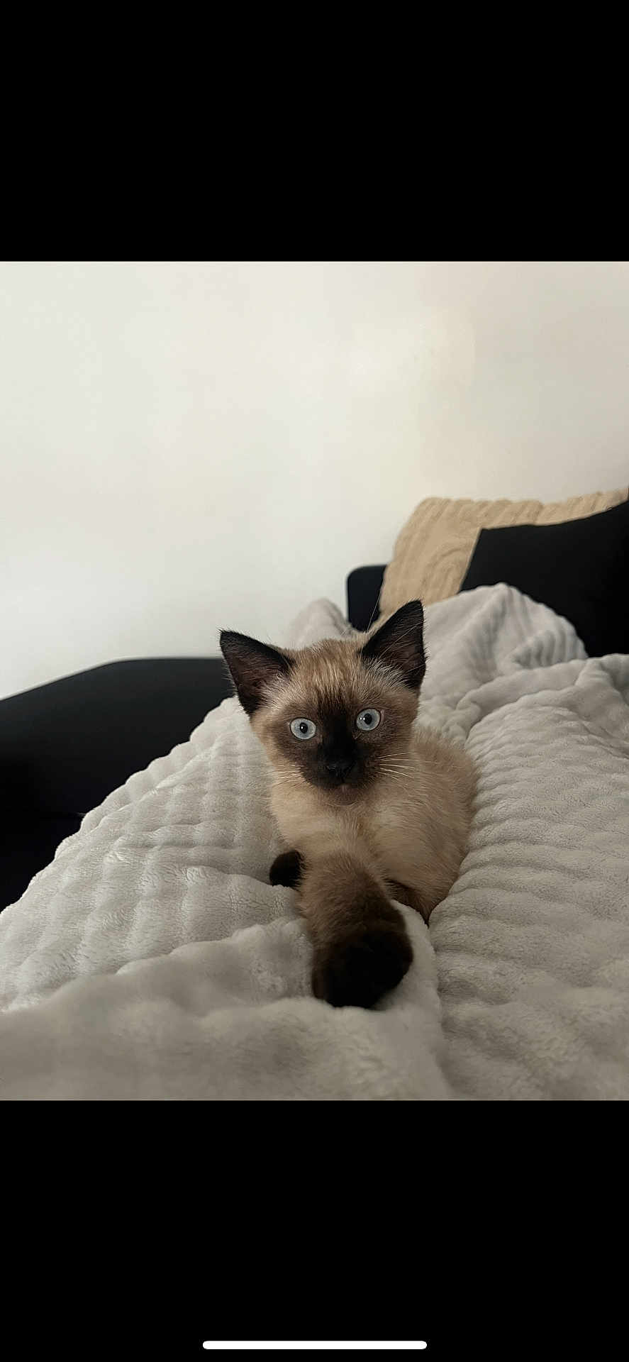 Snow participe au concours pour gagner de l'argent avec cette photo : kitten, cat, siamese, blue_eyes, paw, blanket, couch, cushion, indoor, pet, fur, relaxing, texture, cozy, feline, animal, whiskers, young, curious, resting