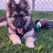 Mezcal joined the competition — help win amazing prizes! dog, puppy, german_shepherd, grass, outdoor, playful, tongue_out, toy, plush_toy, chain_link_fence, pet, animal, cute, fur, ears, greenery, nature, summer, young_dog, happy