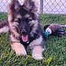 dog, puppy, german_shepherd, grass, outdoor, playful, tongue_out, toy, plush_toy, chain_link_fence, pet, animal, cute, fur, ears, greenery, nature, summer, young_dog, happy