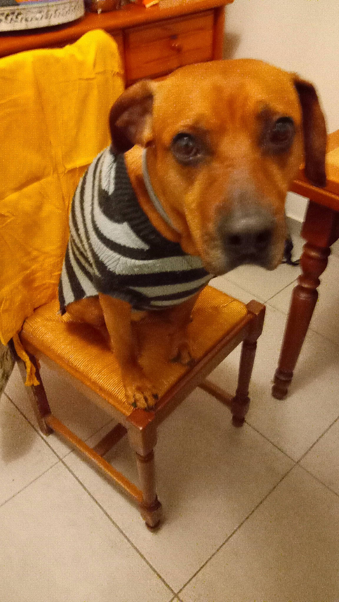 Bandit participe au concours pour gagner de l'argent avec cette photo : canidae, carnivore, chair, collar, comfort, companion_dog, dog, dog_breed, dog_collar, dog_supply, fawn, flooring, fur, pet_supply, rectangle, snout, sporting_group, whiskers, wood, working_animal