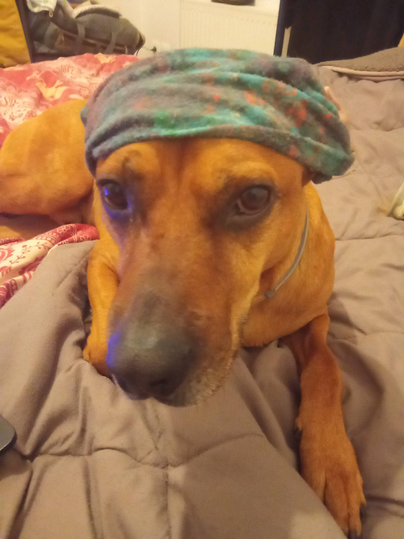 Bandit participe au concours pour gagner de l'argent avec cette photo : bedding, canidae, carnivore, comfort, companion_dog, dog, dog_bed, dog_breed, dog_clothes, dog_supply, ear, fawn, fur, hat, linens, puppy, snout, sporting_group, whiskers, working_animal