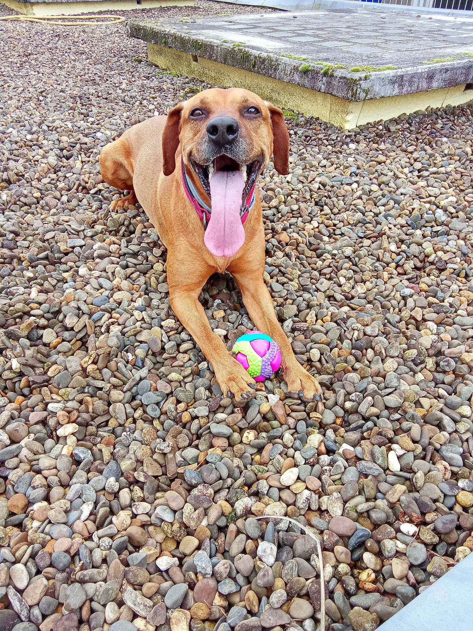 Bandit a rejoint le concours — aidez-le/la à gagner de superbes lots ! adventure, asphalt, bedrock, carnivore, cobblestone, collar, companion_dog, dog, dog_breed, dog_collar, fawn, landscape, leash, leisure, pebble, road_surface, rock, soil, sporting_group, wood