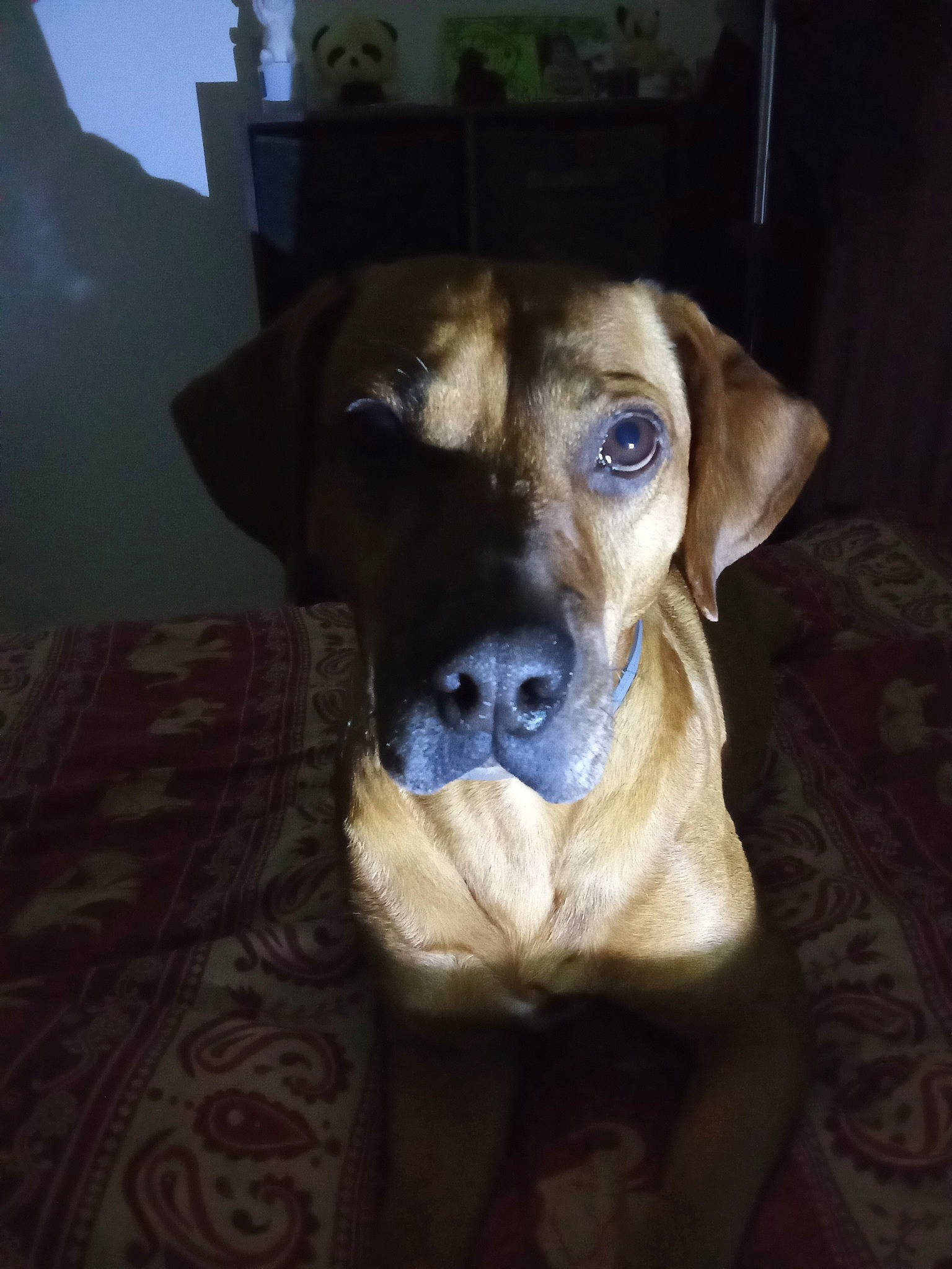 Bandit participe au concours pour gagner de l'argent avec cette photo : canidae, carnivore, comfort, companion_dog, dog, dog_breed, dog_clothes, dog_collar, dog_supply, fawn, flooring, guard_dog, pet_supply, snout, sporting_group, terrestrial_animal, toy_dog, whiskers, wood, working_animal