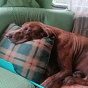 Jocelyne Rose participe au concours pour gagner de l'argent avec cette photo : dog, sleeping, couch, pillow, plaid, brown_dog, indoor, resting, pet, cozy, relaxed, window, curtain, furniture, home, domestic, animal, calm, comfort, nap