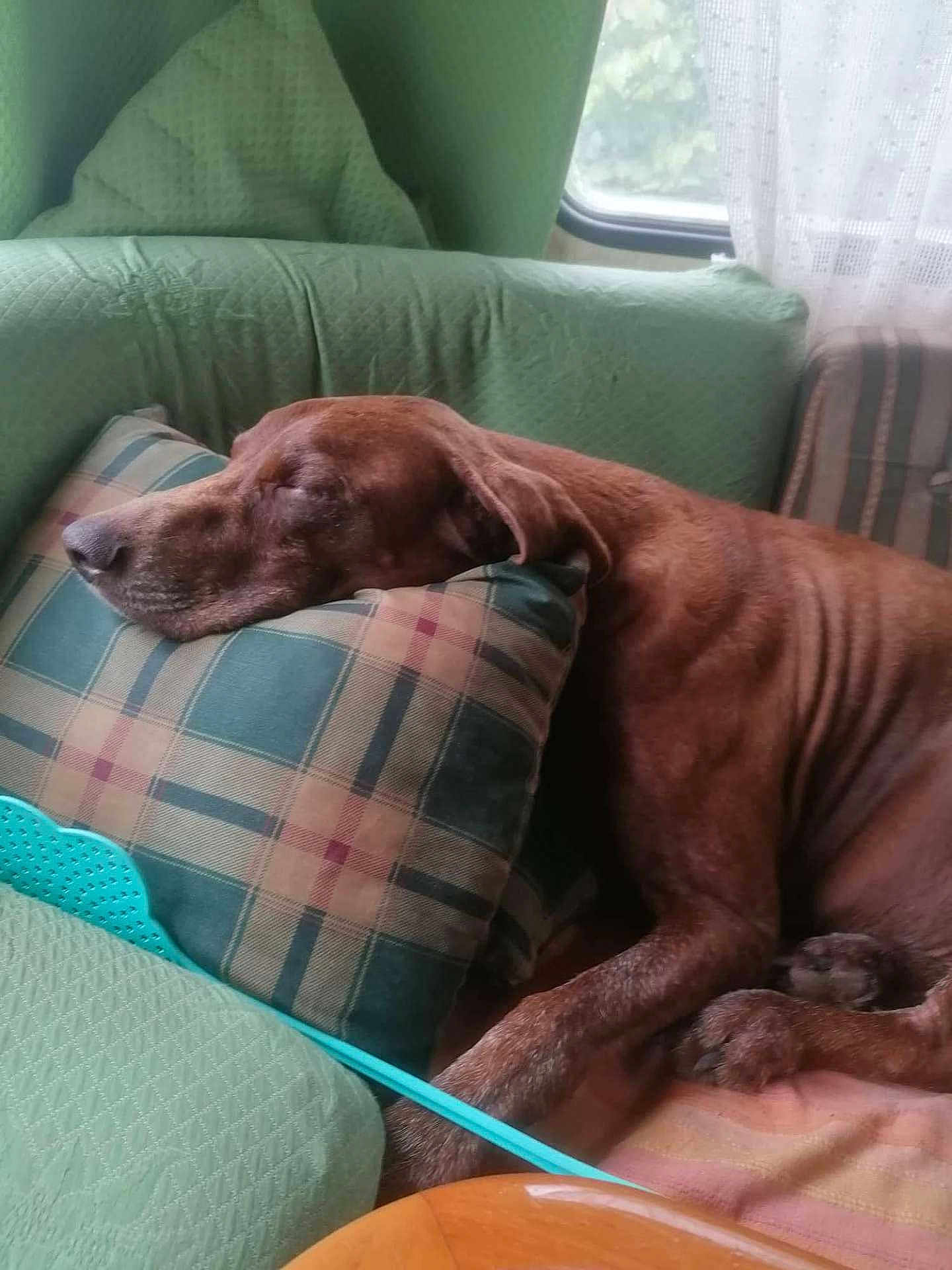 Jocelyne Rose participe au concours pour gagner de l'argent avec cette photo : dog, sleeping, couch, pillow, plaid, brown_dog, indoor, resting, pet, cozy, relaxed, window, curtain, furniture, home, domestic, animal, calm, comfort, nap
