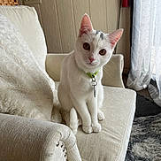 Nuggy is registered to the contest to win money with this photo: cat, white_cat, pet, indoor, armchair, furniture, collar, curious, cute, fluffy_rug, cozy, head_tilt, domestic_animal, living_room, soft_lighting, relaxed, feline, closeup, sitting, cute_pet