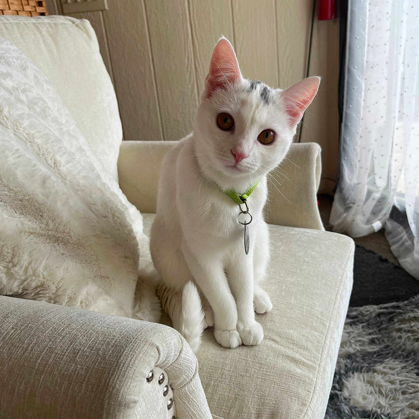 Nuggy is registered to the contest to win money with this photo: cat, white_cat, pet, indoor, armchair, furniture, collar, curious, cute, fluffy_rug, cozy, head_tilt, domestic_animal, living_room, soft_lighting, relaxed, feline, closeup, sitting, cute_pet