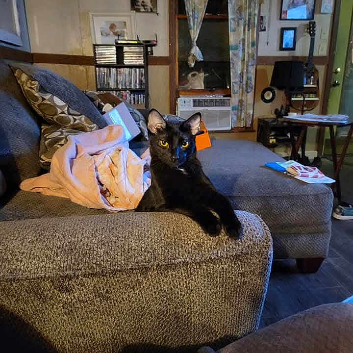 Loki is registered to the contest to win money with this photo: black_cat, cat, couch, blanket, living_room, pillow, window, curtains, photograph, bookshelf, lamp, table, floor, door, home_interior, furniture, pet, animal, relaxing, indoor