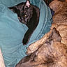 black_cat, dog, blanket, resting, cozy, indoor, pet, animal, fur, sleeping, relaxing, friendship, teal_blanket, brindle_dog, paw, tattoo, human_hand, close_up, home, companion