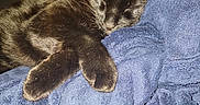 Loki joined the competition — help win amazing prizes! cat, black_cat, sleeping, nap, cozy, blanket, blue_blanket, fur, pet, animal, indoor, resting, cute, whiskers, closeup, relaxing, soft, comfort, paw, feline