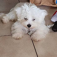 Gladys Duchesne a rejoint le concours — aidez-le/la à gagner de superbes lots ! puppy, dog, white_fur, fluffy, tile_floor, indoor, pet, cute, young_dog, small_dog, fur, animal, laying_down, collar, domestic_animal, canine, floor, resting, looking, household