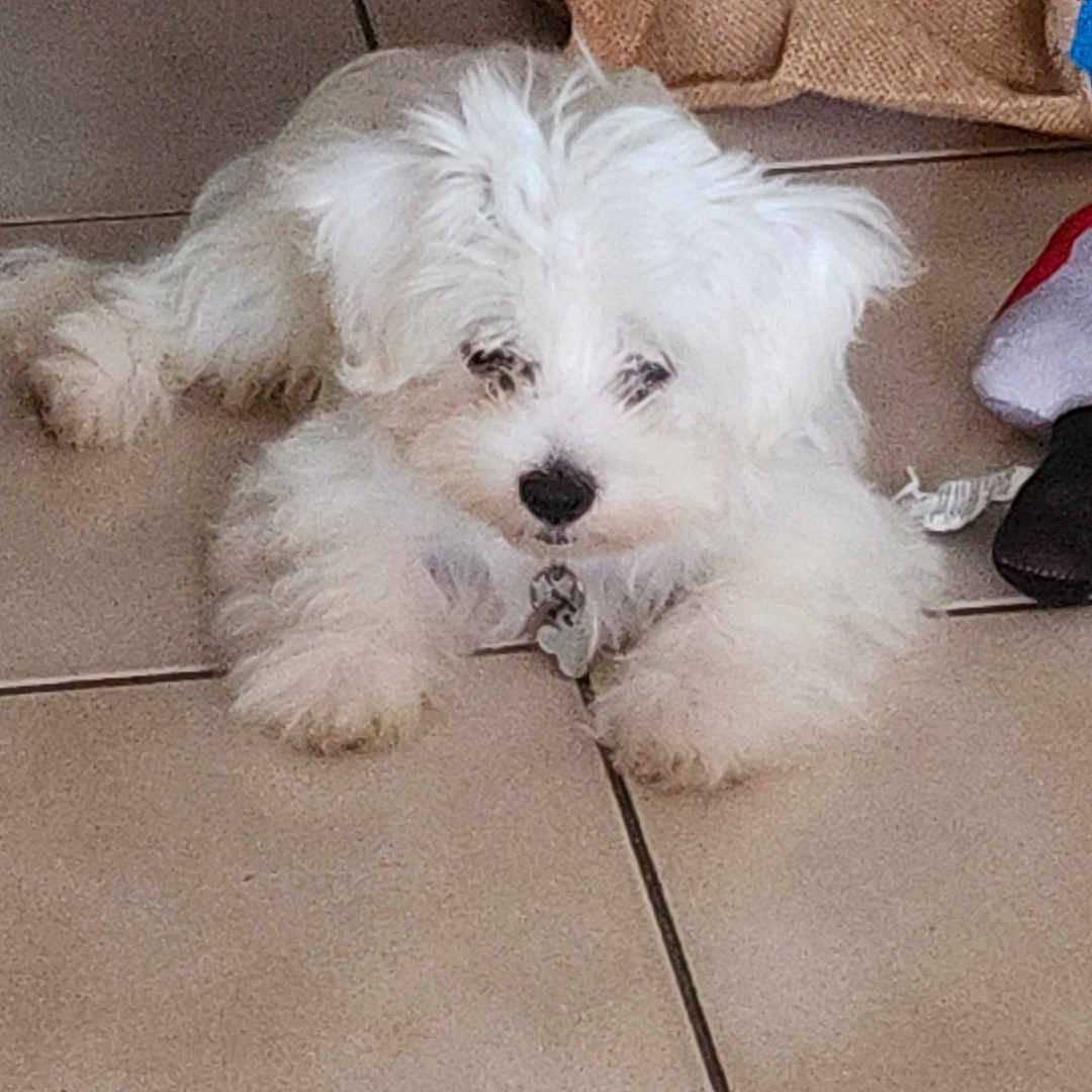 Gladys Duchesne a rejoint le concours — aidez-le/la à gagner de superbes lots ! animal, canine, collar, cute, dog, domestic_animal, floor, fluffy, fur, household, indoor, laying_down, looking, pet, puppy, resting, small_dog, tile_floor, white_fur, young_dog