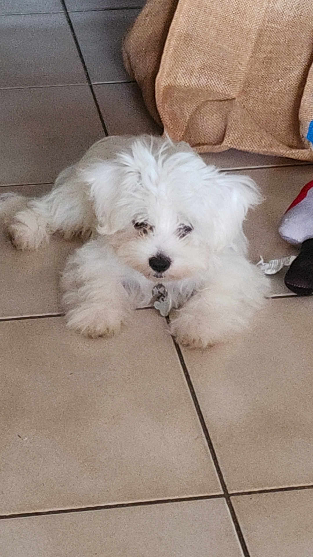 Gladys Duchesne a rejoint le concours — aidez-le/la à gagner de superbes lots ! puppy, dog, white_fur, fluffy, tile_floor, indoor, pet, cute, young_dog, small_dog, fur, animal, laying_down, collar, domestic_animal, canine, floor, resting, looking, household