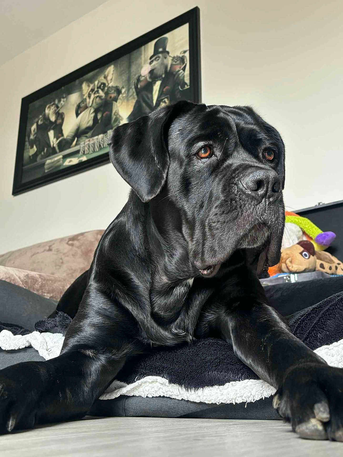 Ragnar a rejoint le concours — aidez-le/la à gagner de superbes lots ! dog, black_dog, pet, indoors, blanket, floor, painting, artwork, animal_portrait, furniture, cozy, relaxed, canine, muzzle, ears, paws, home, decor, resting, looking_away