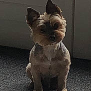 Marius participe au concours pour gagner de l'argent avec cette photo : accessories, affenpinscher, animal, bulldog, canine, cat, cockerspaniel, dog, door, frenchbulldog, leash, pet, plant, poodle, pottedplant, puppy, snout, strap, terrier, whitedog