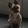 accessories, affenpinscher, animal, bulldog, canine, cat, cockerspaniel, dog, door, frenchbulldog, leash, pet, plant, poodle, pottedplant, puppy, snout, strap, terrier, whitedog