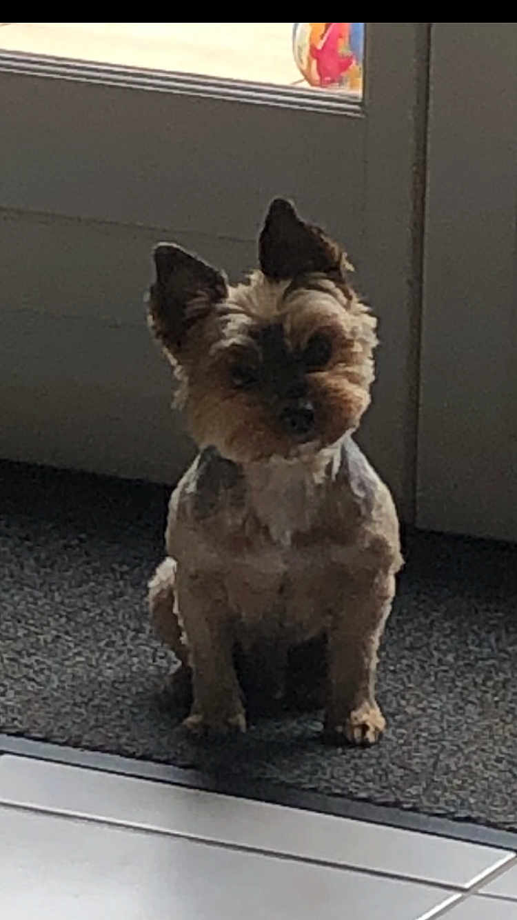 Marius