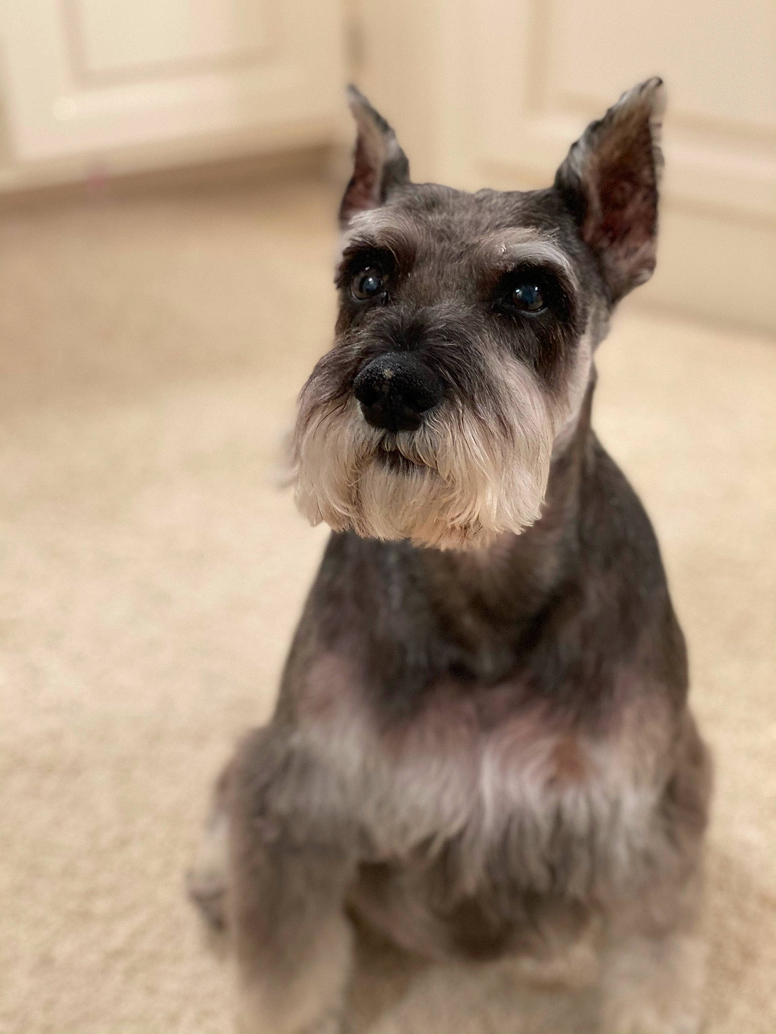 Max is registered to the contest to win money with this photo: black, canidae, carnivore, companion_dog, dog, dog_breed, dog_collar, giant_schnauzer, miniature_schnauzer, pet_supply, schnauzer, scottish_terrier, small_terrier, snout, standard_schnauzer, terrier, toy_dog, vertebrate, working_animal, working_dog