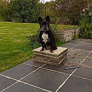 Malicia a rejoint le concours — aidez-le/la à gagner de superbes lots ! dog, french_bulldog, black_and_white, pet, outdoor, garden, patio, concrete_slabs, grass, bushes, cloudy_sky, tile_floor, small_dog, animal, canine, sitting, nature, backyard, fence, plant