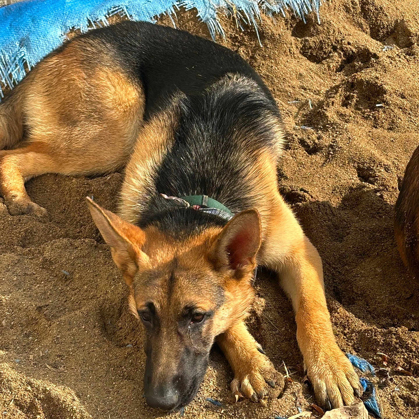 Duke joined the competition — help win amazing prizes! animal, blue_tarp, canine, close_up, collar, daylight, dog, ears, earth, fur, german_shepherd, lying_down, muzzle, outdoor, paw, pet, resting, sand, texture, wall