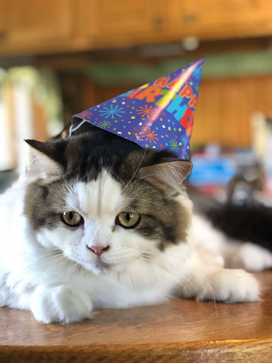 Mugsy joined the competition — help win amazing prizes! box, cardboard, carnivore, cat, costume_hat, domestic_short_haired_cat, event, fashion_accessory, felidae, fur, paper_product, party_hat, paw, small_to_medium_sized_cats, snout, table, tail, whiskers