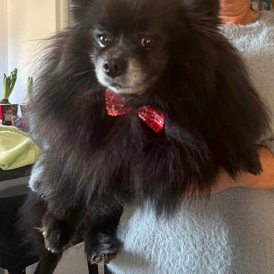 Ruby a rejoint le concours — aidez-le/la à gagner de superbes lots ! dog, black_dog, fluffy, long_hair, small_dog, pet, red_bow, bow_tie, collar, held, person, portrait, indoors, living_room, furniture, houseplant, chair, cozy, dangle, looking_at_camera