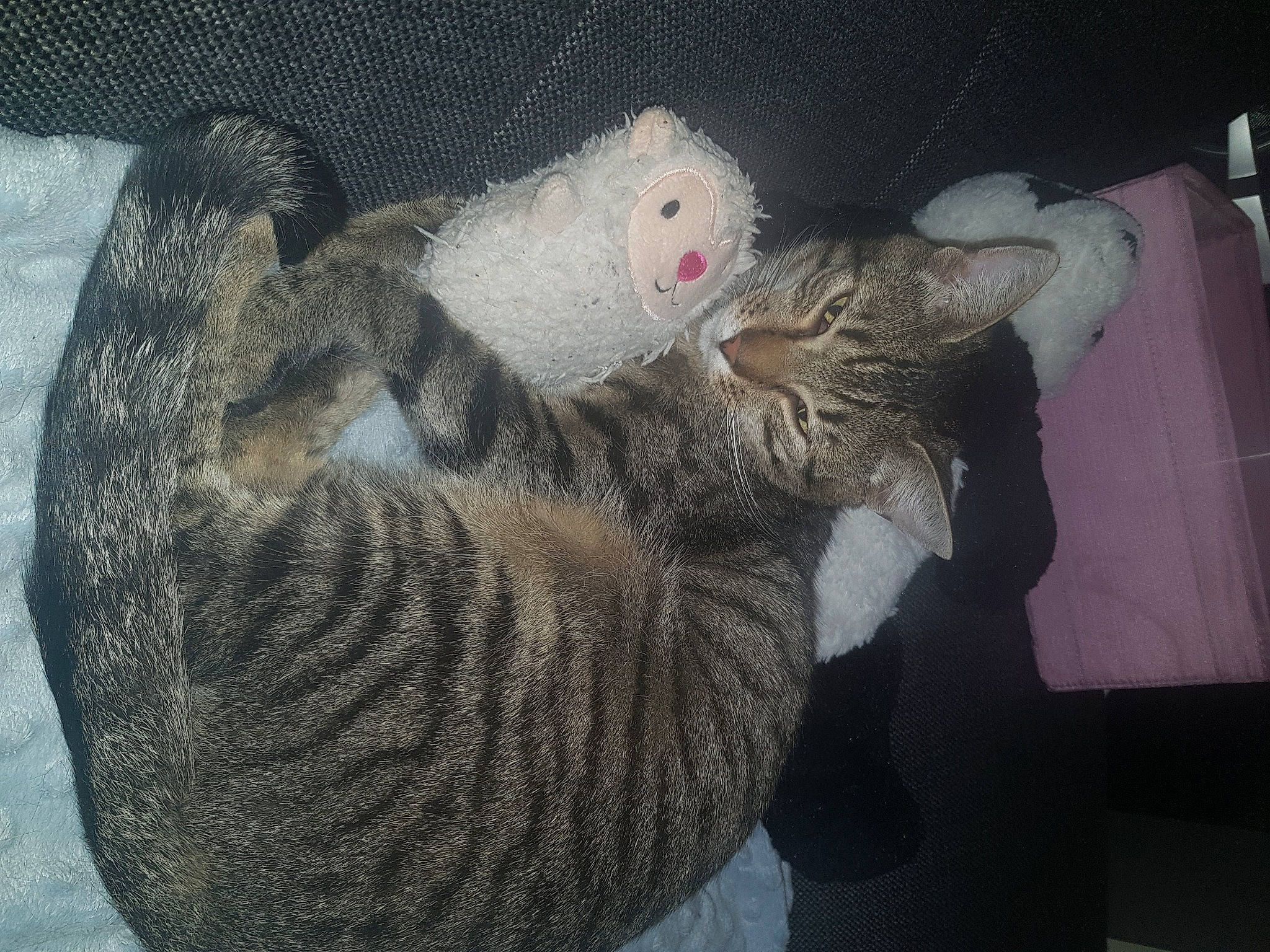 Shoto participe au concours pour gagner de l'argent avec cette photo : carnivore, cat, cat_bed, cat_toy, claw, comfort, domestic_short_haired_cat, fawn, felidae, fur, grey, small_to_medium_sized_cats, snout, stuffed_toy, tail, thread, toy, whiskers, wool, woolen