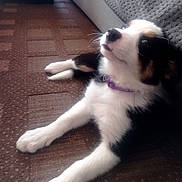 Abella a rejoint le concours — aidez-le/la à gagner de superbes lots ! puppy, dog, indoor, carpet, couch, collar, black_and_white, fur, pet, cute, animal, young, looking_up, floor, resting, side_view, domestic, canine, relaxed, home