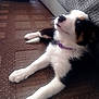 puppy, dog, indoor, carpet, couch, collar, black_and_white, fur, pet, cute, animal, young, looking_up, floor, resting, side_view, domestic, canine, relaxed, home
