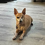 Jasmine joined the competition — help win amazing prizes! dog, pet, animal, indoor, floor, ears, collar, laying, brown, small_dog, canine, fur, domestic_animal, quiet, resting, companion, paws, one_eye_closed, cute, calm