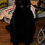 black_cat, cat, animal, pet, indoor, wooden_floor, box, bag, eyes, sitting, quiet, shadow, dark, feline, curious, still_life, domestic, mystery, household, floor