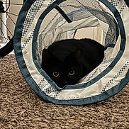 Sabrina joined the competition — help win amazing prizes! cat, black_cat, pet, animal, indoor, carpet, fabric_tunnel, toy, playful, hidden, eyes, feline, home, cozy, curious, resting, closeup, shadows, floor, bicycle_wheel