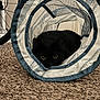 cat, black_cat, pet, animal, indoor, carpet, fabric_tunnel, toy, playful, hidden, eyes, feline, home, cozy, curious, resting, closeup, shadows, floor, bicycle_wheel