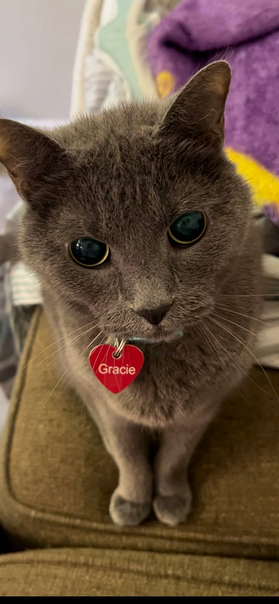 Gracie